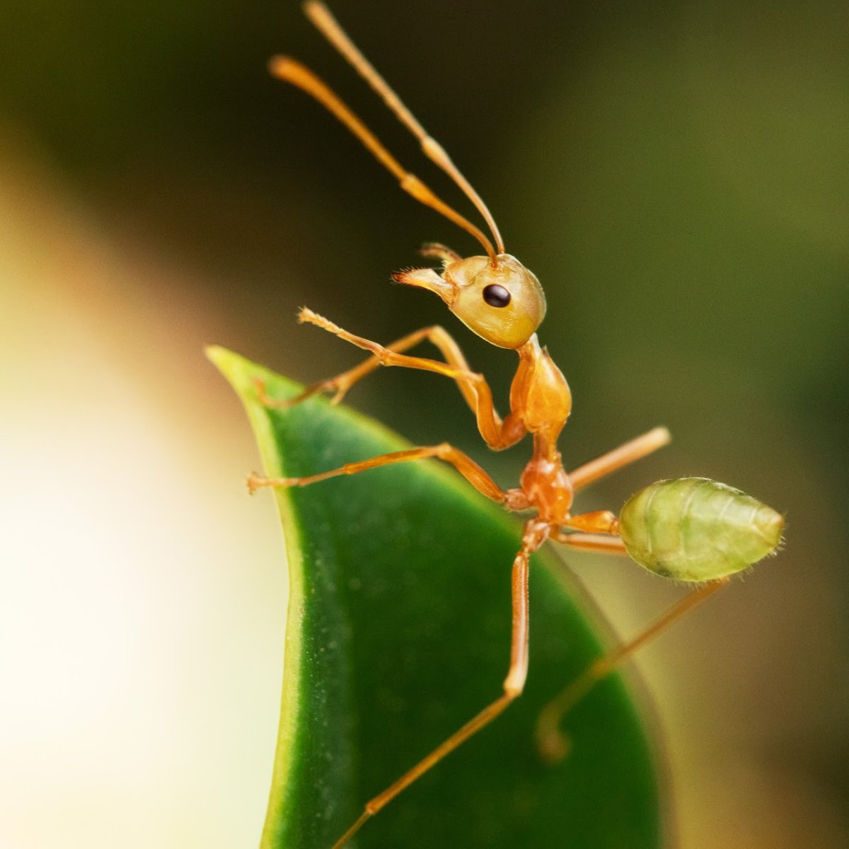 Oecophylla Smaragdina 